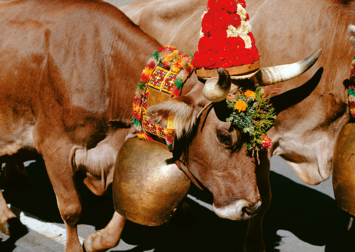 Postkarte · Schweiz · Kuh · Kuh Tracht Glocke